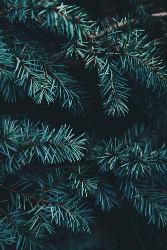 plant closeup photo of green Christmas tree green