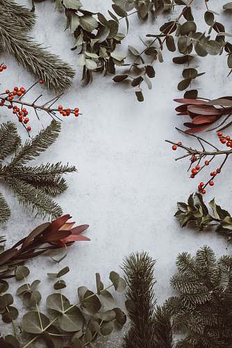 holiday green leafed plants grey
