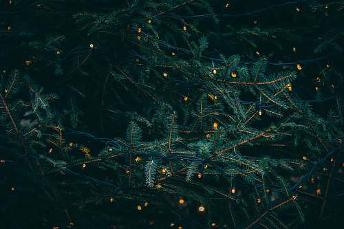 holiday green pine tree with fireflies winter