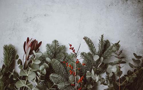 holiday photo of green leafed plants winter