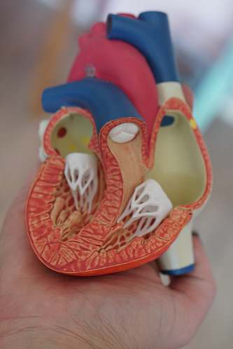apparel human heart anatomy learning tool heart