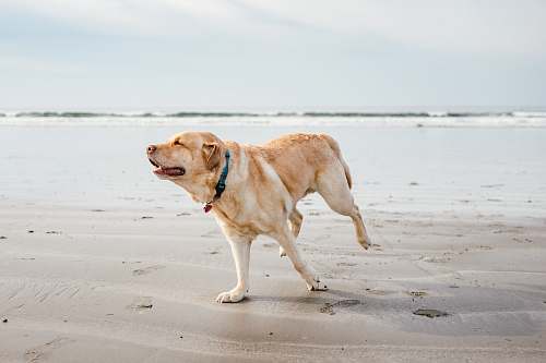 animal adult yellow Labrador retriever on sand pet