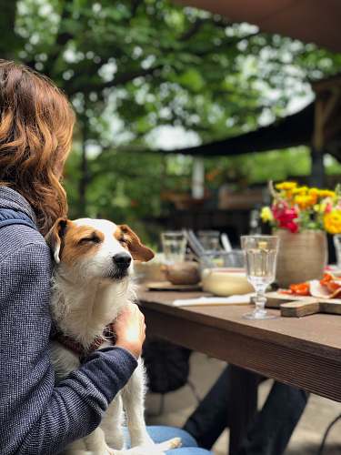 jar dog on woman's lap in front of dining table dog