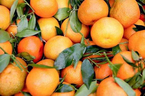fruit bunch of orange fruits plant