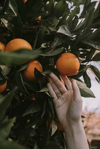 fruit person holding orange fruit with green leaf plant