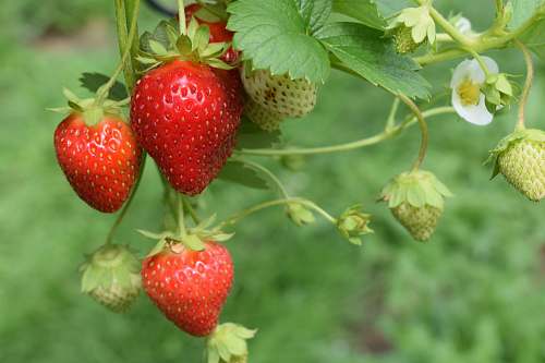 fruit red strawberries strawberry