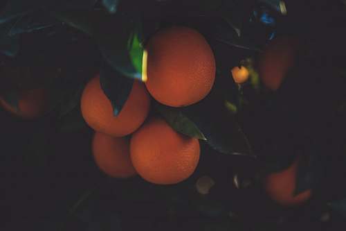 fruit several orange fruits citrus fruit