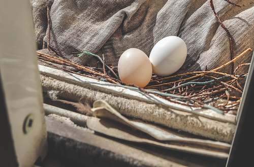 egg two white eggs doha
