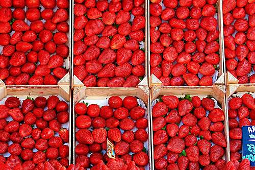 plant red strawberries strawberry