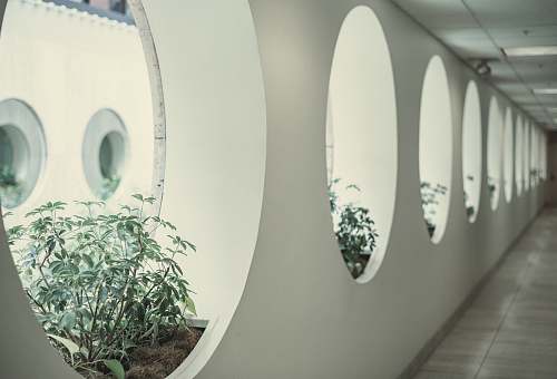 corridor green-leafed plant on white wooden cubicles window