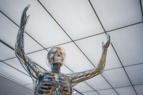skin human body sculpture skeleton