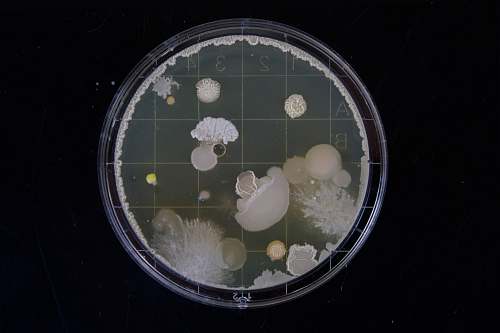 science scope image bacteria