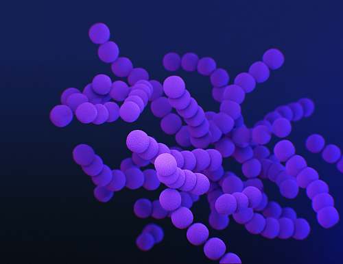 purple  bacteria