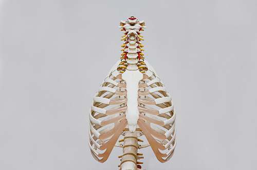 body beige and white skeleton grey