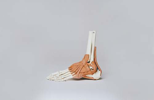 ornament brown and white skeleton foot anatomy