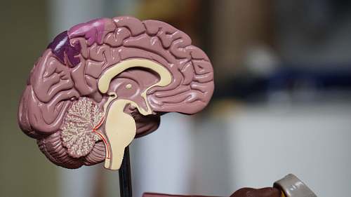 brain brown brain decor in selective-focus photography food