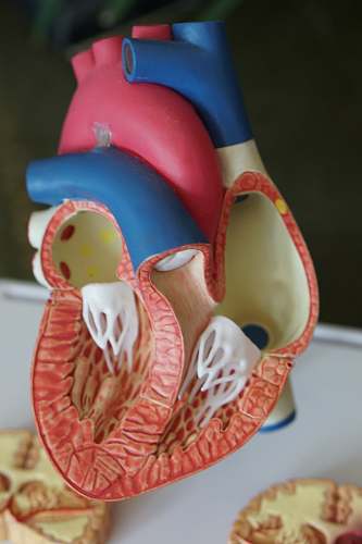 biology human heart scale model diagnosis