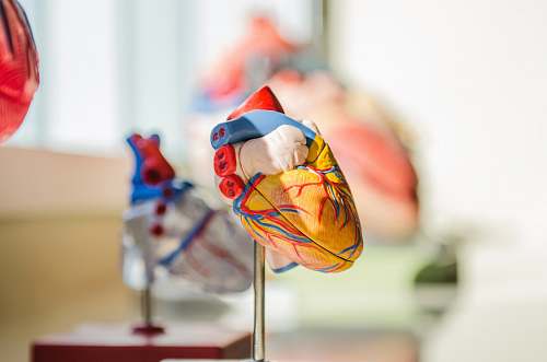food selective focus photography of heart organ illustration confectionery