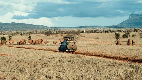 outdoors farm during daytime mammal
