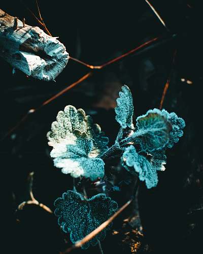 outdoors green-leafed plant close-up photography ice