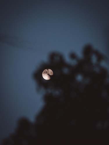 outdoors moon view behind trees silhouette grey