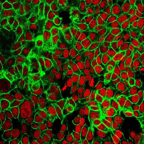 nucleus  cancer research
