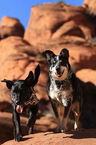 person two small and adult dog on stone human