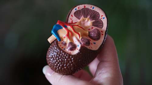 human brown kidney decor plant