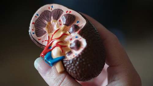 plant kidney scale model in hand human