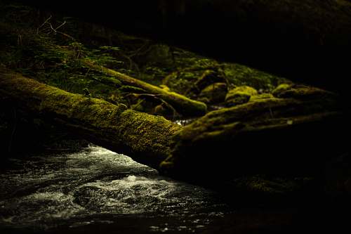 moss  vegetation