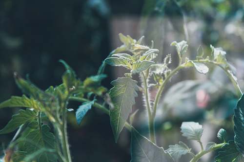 vegetation  bush