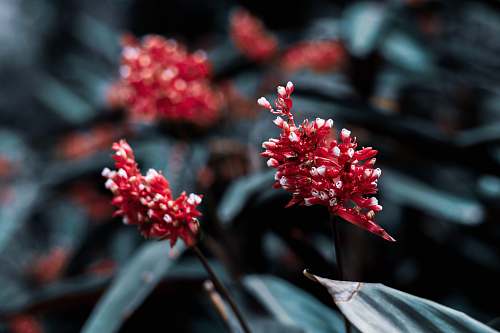 blossom close-up photography of red flowers flower