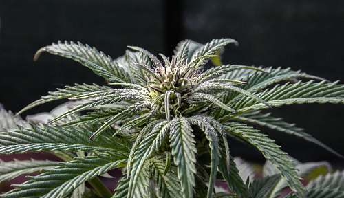 canada green leaf plant hemp