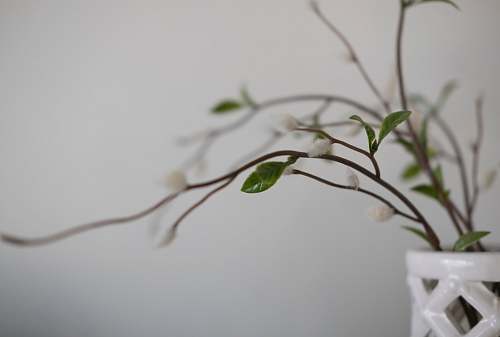 blossom green leafy plant flower