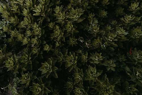 jar green palm tree aerial scenery potted plant