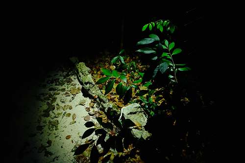 leaf green plants beside rocks and brown leaves during night acanthaceae