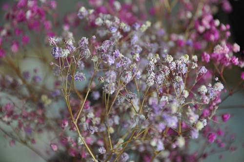 blossom pink and white petaled flower plant flower