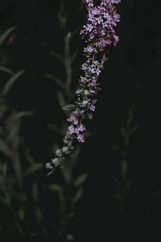 blossom purple petaled flower flower