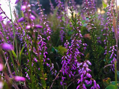 blossom purple petaled flower field flower