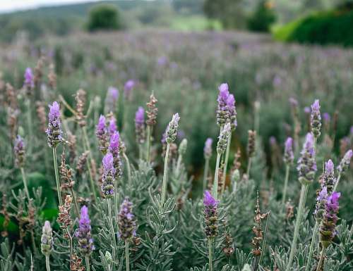 blossom purple petaled flower lot flower