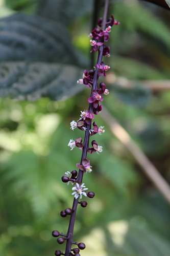 blossom purple petaled flowers lupin