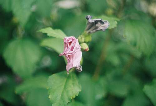blossom selective focus photo of pink-petaled flower flower