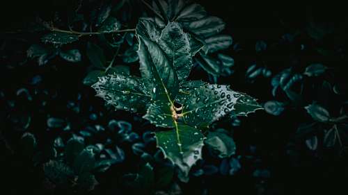 leaf selective-focus photograph of plant tree