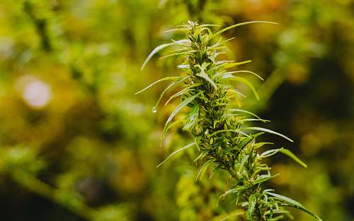 denmark selective focus photography of green leafed plant flora