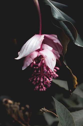 blossom selective focus photography of pink-petaled flower petal