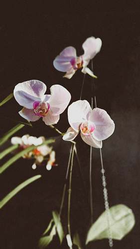 blossom white moth orchid with leaves flower