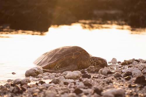animal black turtle reptile