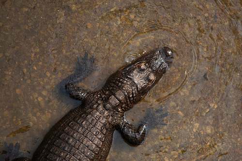 reptile crocodile on body of water animal