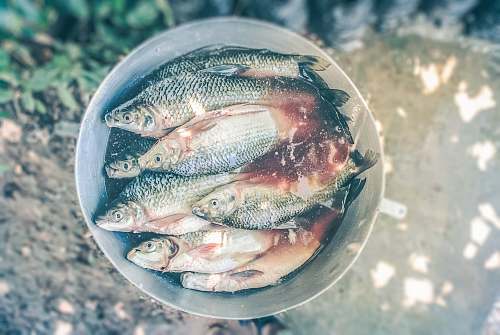 fishing fish on stainless steel bucket nature