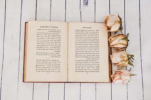 book white book opened near four white roses flowers